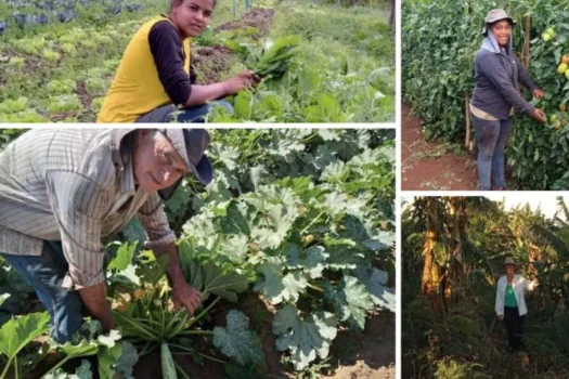Dia do Agricultor destaca força da agricultura familiar em SP