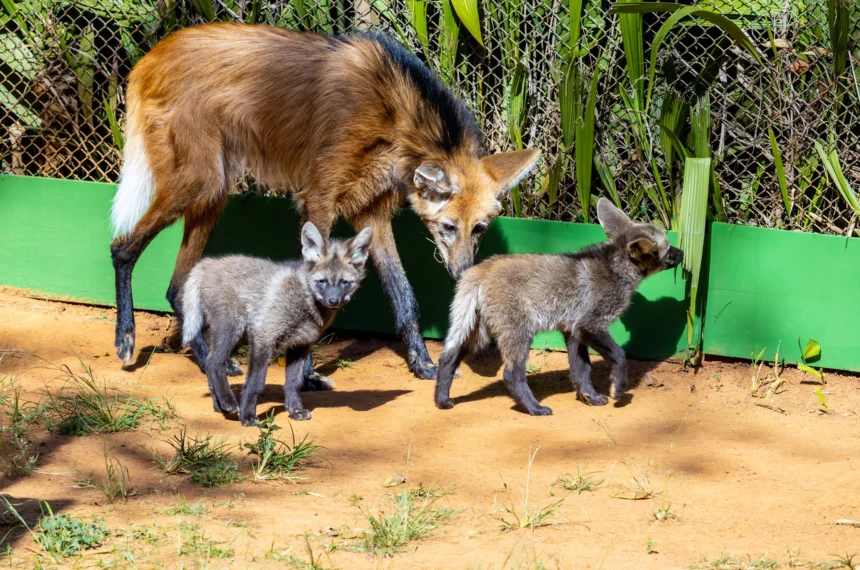 Zoológico