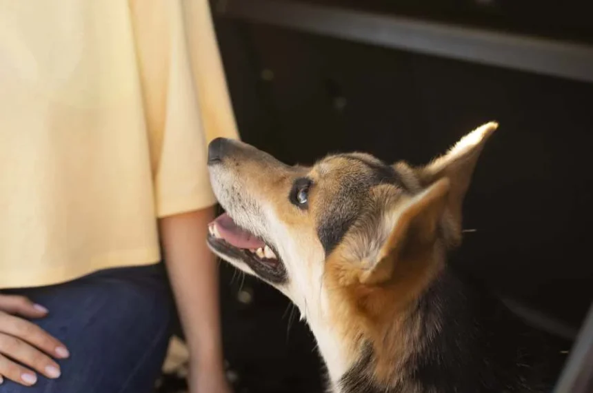 cães - dono