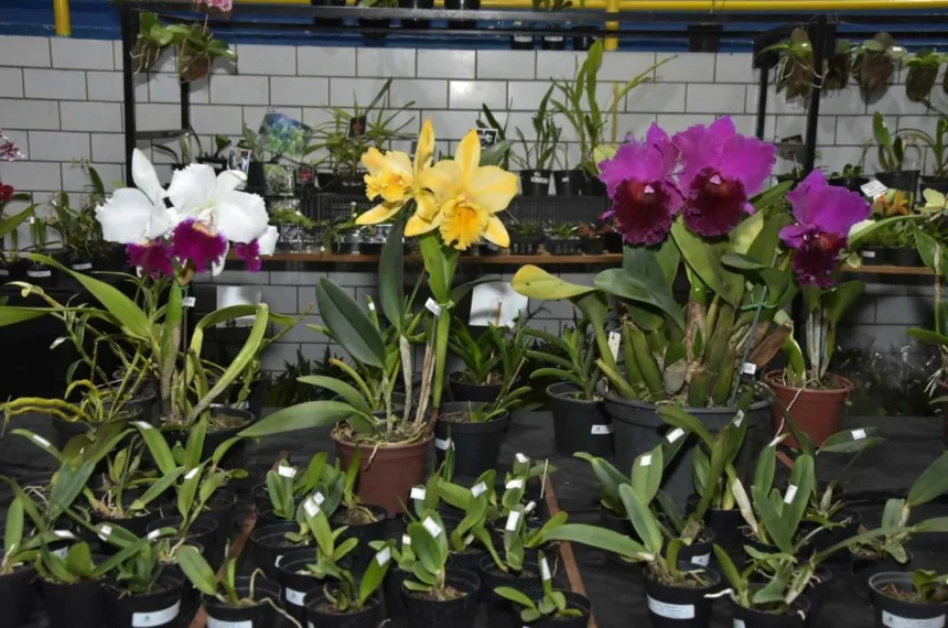 Orquídeas