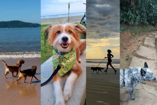 Destinos pet friendly no litoral de SP encantam tutores