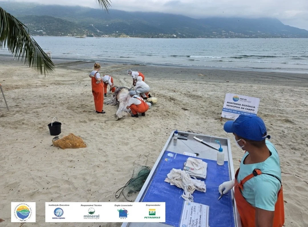 Pseudorca é encontrada morta em Ilhabela - (Divulgação/Instituto Argonauta)