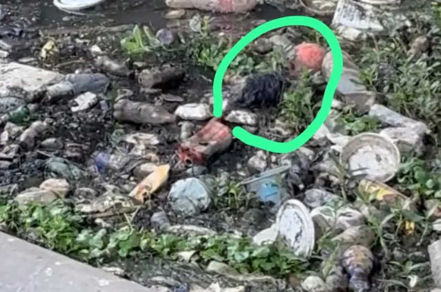 Cachorrinha Bella foi resgata no Rio Pinheiros pelo projeto CAPA - (Reprodução/Projeto CAPA)