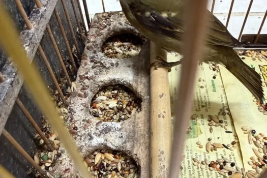 Ação contra tráfico de aves resgata 205 animais em SP