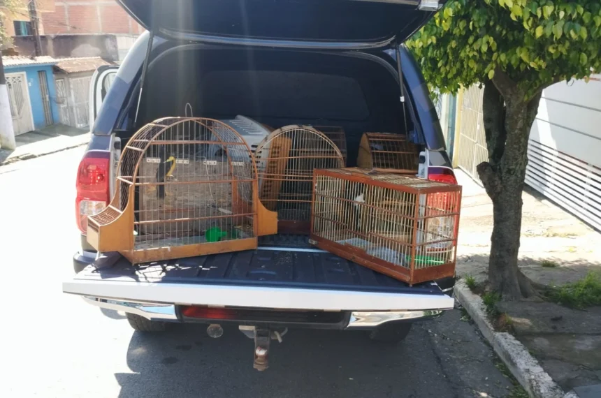 Apreensão de aves silvestres gera multa de R$ 35 mil no ABC
