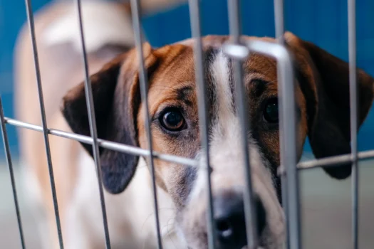 Pet&#8217;s Day São Bernardo promove adoção neste domingo