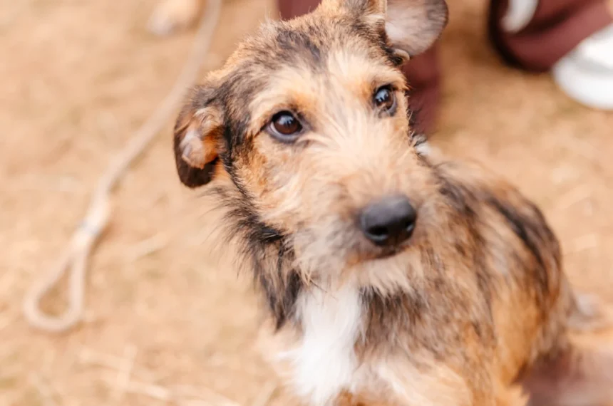 Pet's Day São Bernardo promove adoção neste domingo