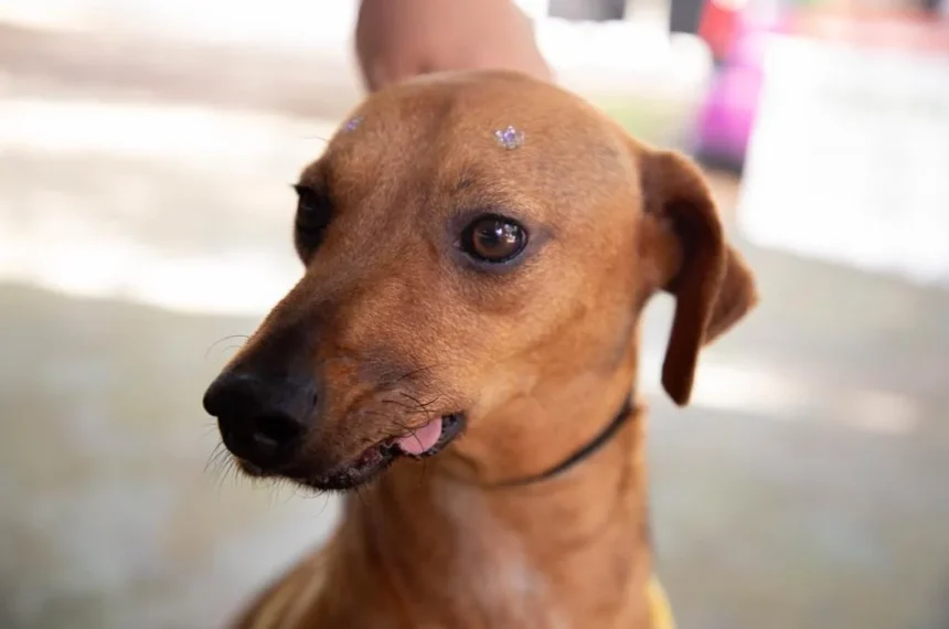 Barueri terá atendimento veterinário gratuito neste sábado (12) feira de adoção