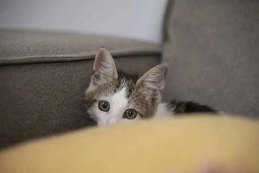 Noad apreende jovem por maus-tratos a 200 gatos em lives