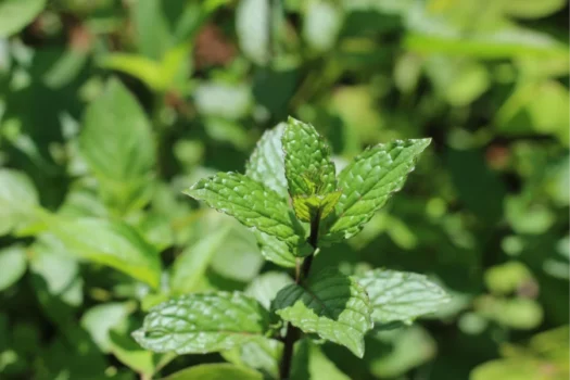 Sesc São Caetano abre curso grátis de horta medicinal