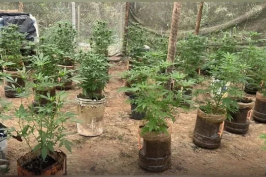 PM descobre plantação ilegal de maconha em Araraquara