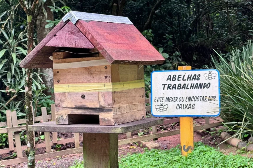 Projeto Abelhas da Mata leva preservação a espaços públicos de Ribeirão Pires