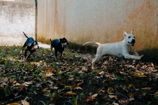 Feira de adoção de cães reúne 11 pets neste sábado