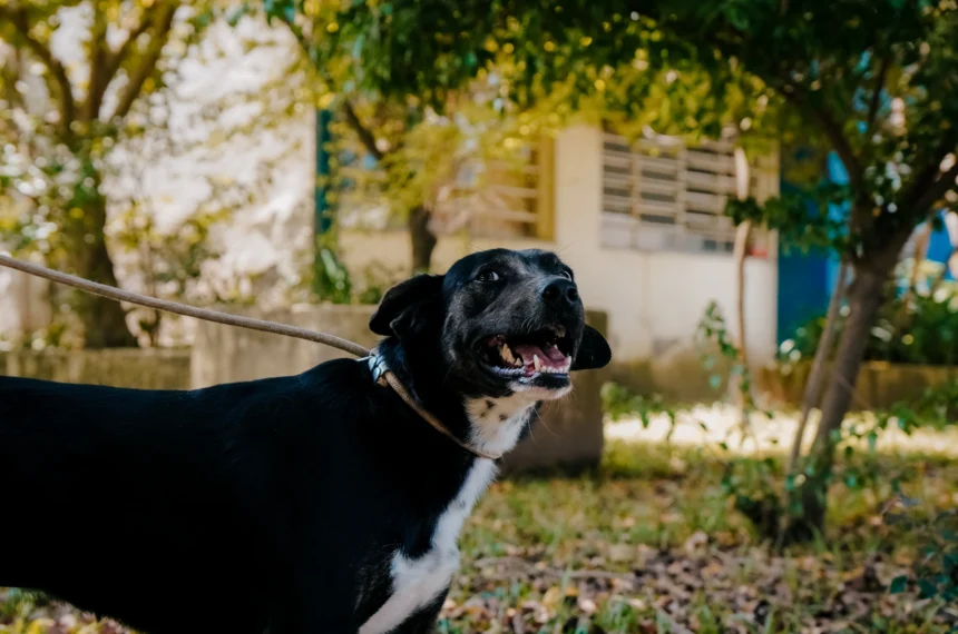 Feira de adoção de cães reúne 11 pets neste sábado