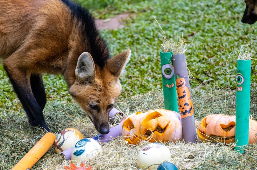 Halloween no Zoo SP traz abóboras e festa a animais