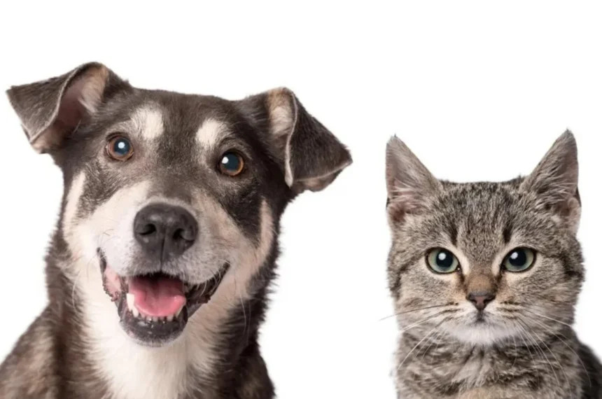 Pet Day
