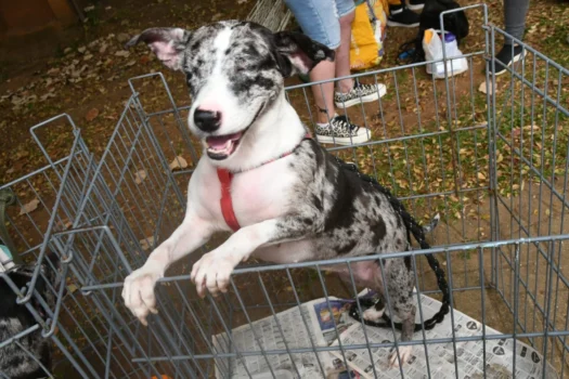 Santo André tem duas feiras de adoção de pets neste domingo