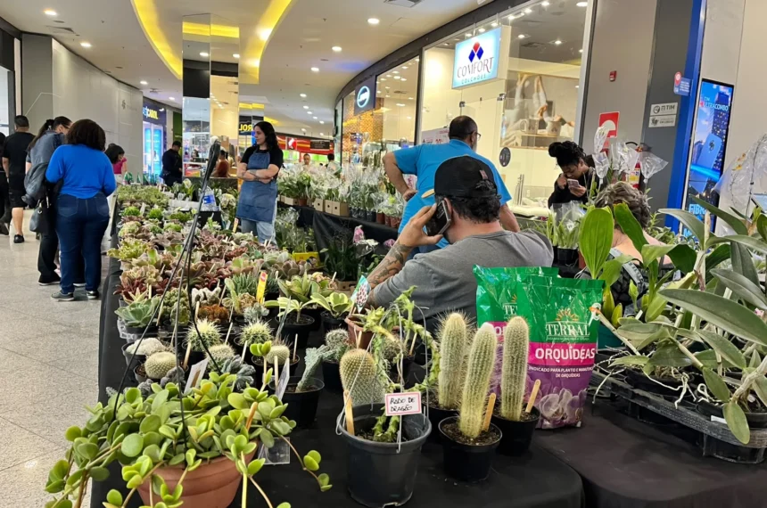  Festival da Primavera