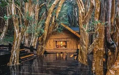 Bosque dos Arrayanes e a floresta do Bambi na Patagônia